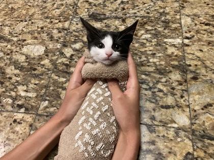 Enlarge London (152027) (In a foster home), a Adoptable Domestic Short Hair in Baton Rouge, LA image 2/3