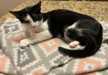Italy (152027) (In a foster home), a Adoptable Domestic Short Hair in Baton Rouge, LA image 1/3