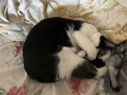 Italy (152027) (In a foster home), a Adoptable Domestic Short Hair in Baton Rouge, LA image 2/3