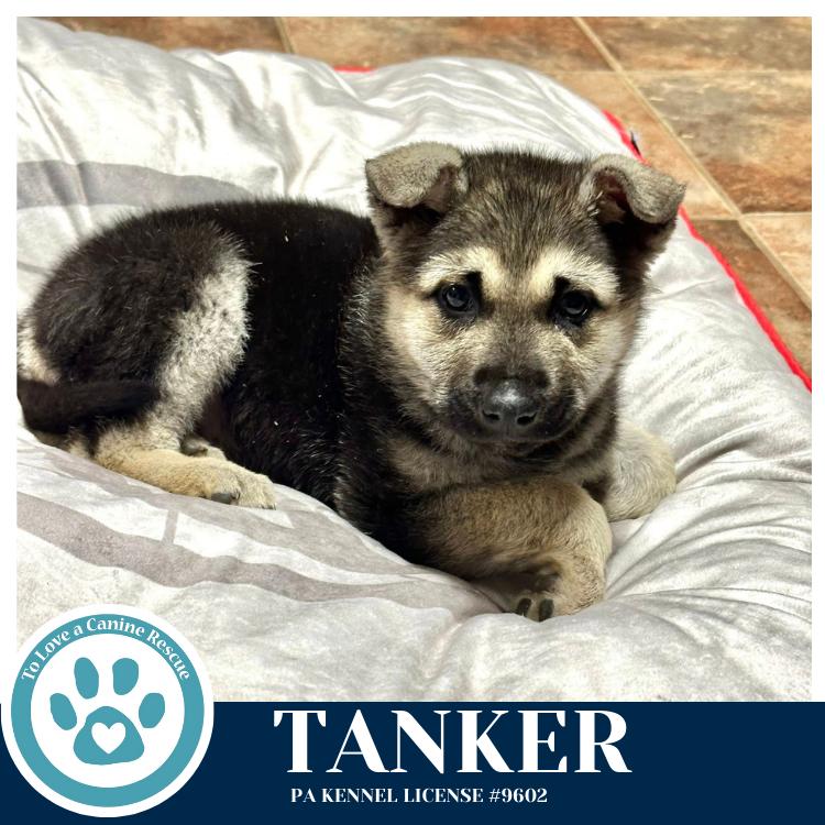 Tanker 020726, Adoptable, Puppy Male German Shepherd Dog & Husky.