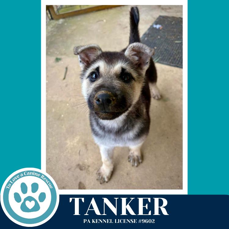 Enlarge Tanker 020726, a Adoptable mixed breed in Kimberton, PA image 2/4