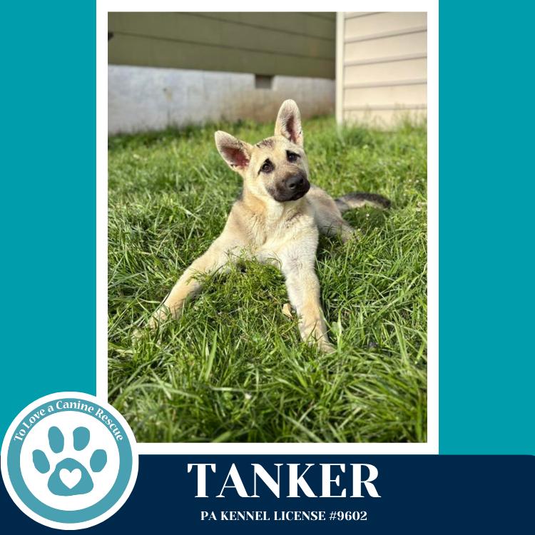 Enlarge Tanker 020726, a Adoptable mixed breed in Kimberton, PA image 3/5