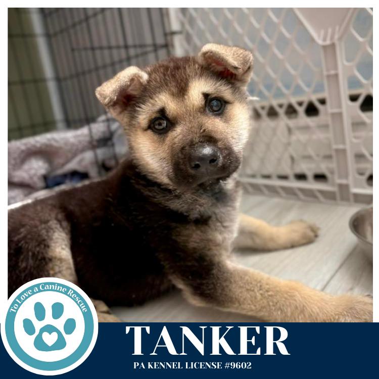 Enlarge Tanker 020726, a Adoptable mixed breed in Kimberton, PA image 4/4