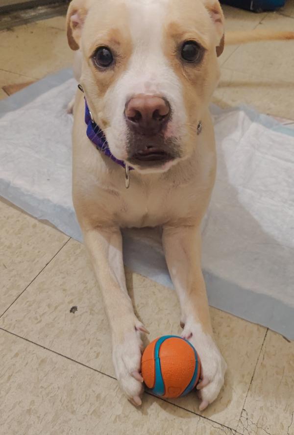 Enlarge Panna Cotta, a Adoptable mixed breed in New York, NY image 1/1