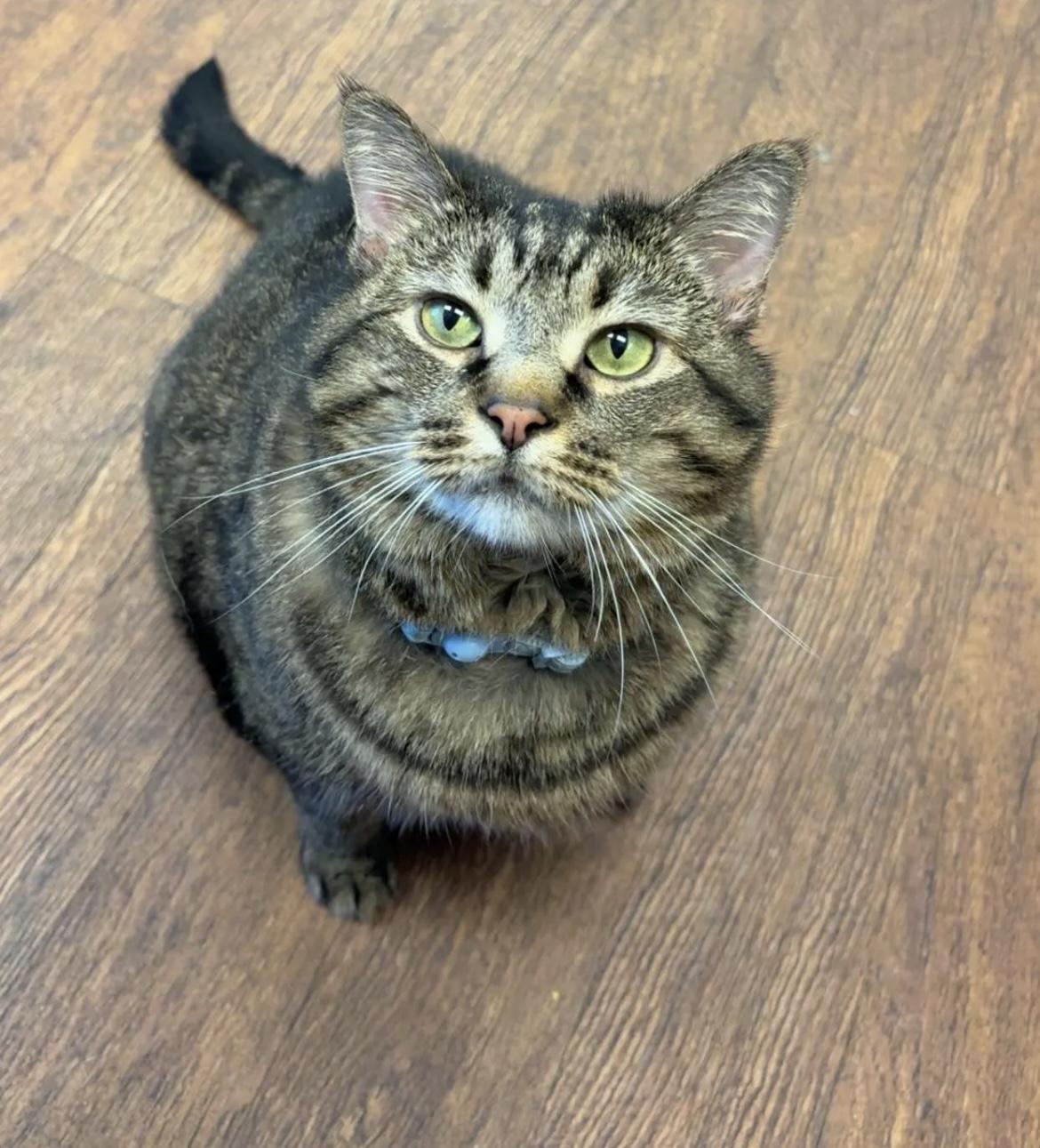 Lilo (Courtesy Post), Senior Female Tabby