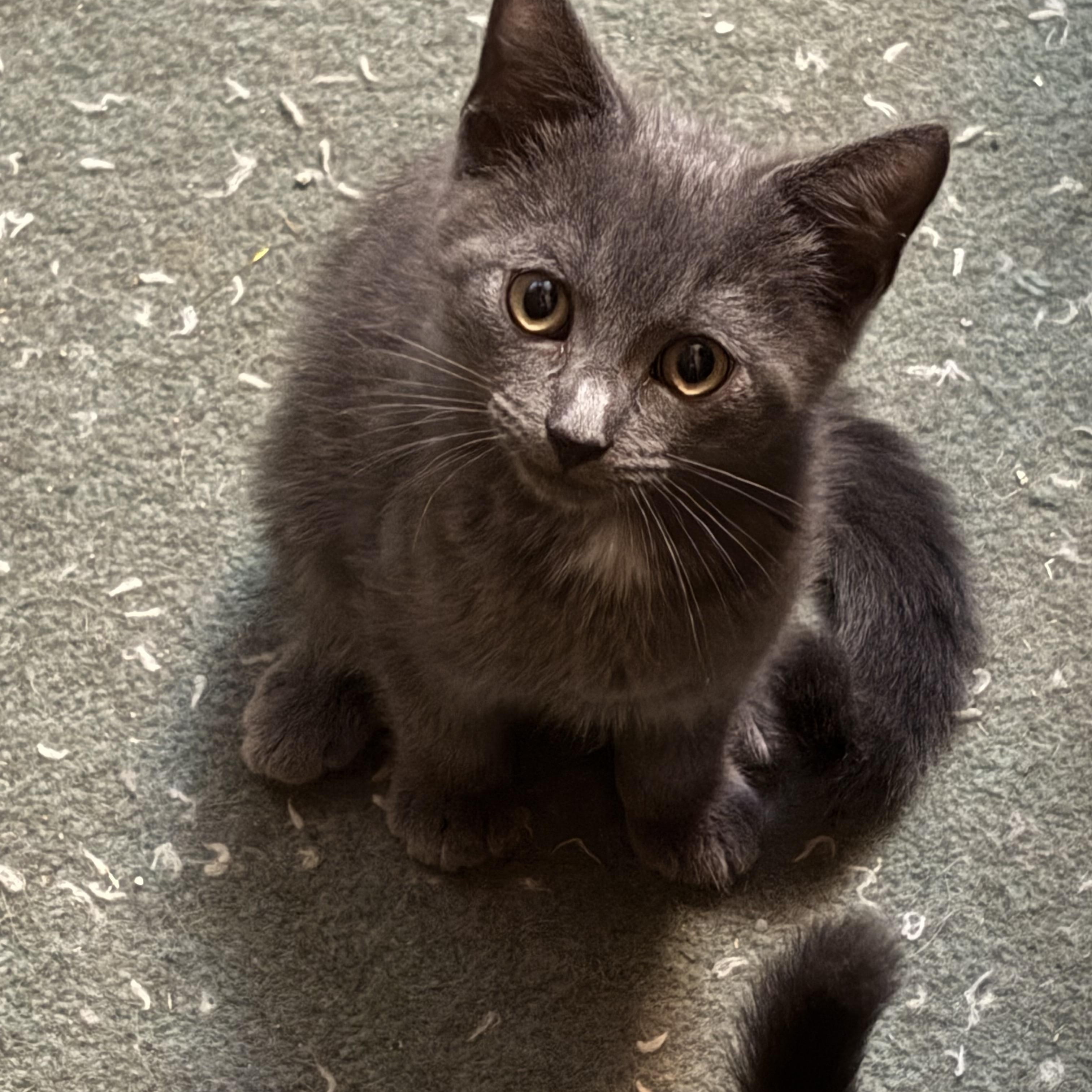 Riggs, an adoptable Domestic Short Hair in Brooks, ME, 04921 | Photo Image 1
