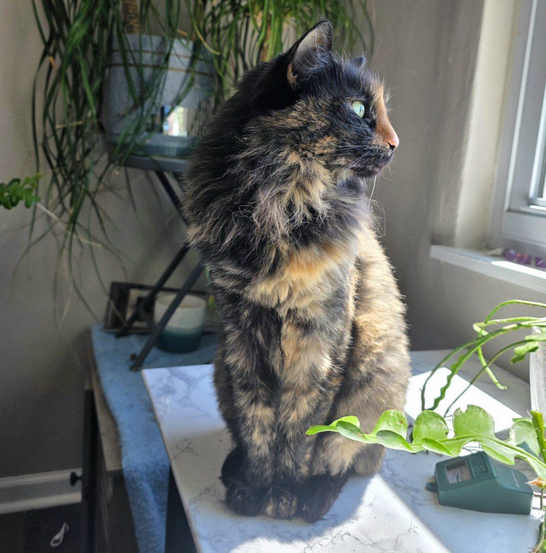 Enlarge Kiki, a ADOPTABLE Tortoiseshell in Pittsburgh, PA image 4/6