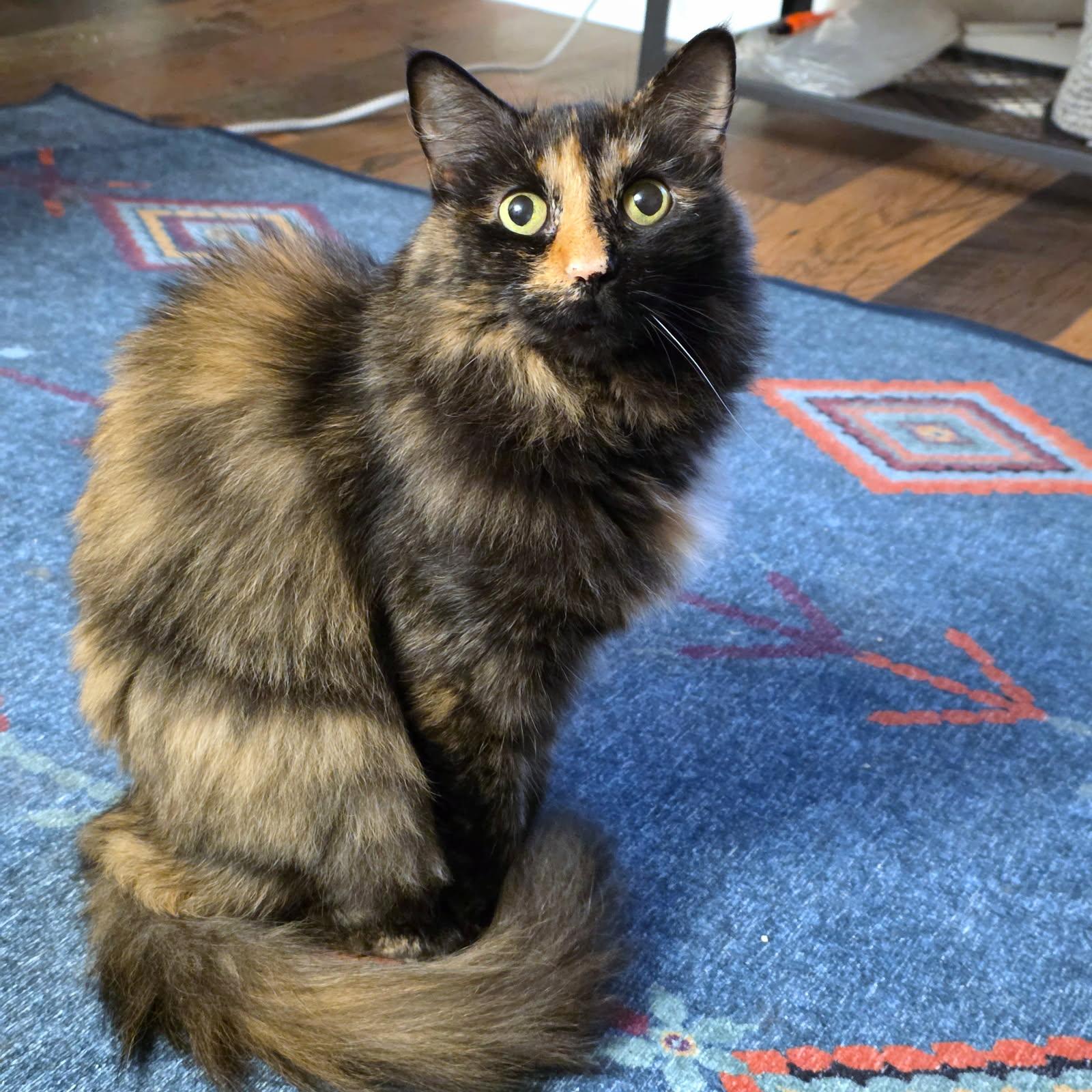 Enlarge Kiki, a ADOPTABLE Tortoiseshell in Pittsburgh, PA image 1/6