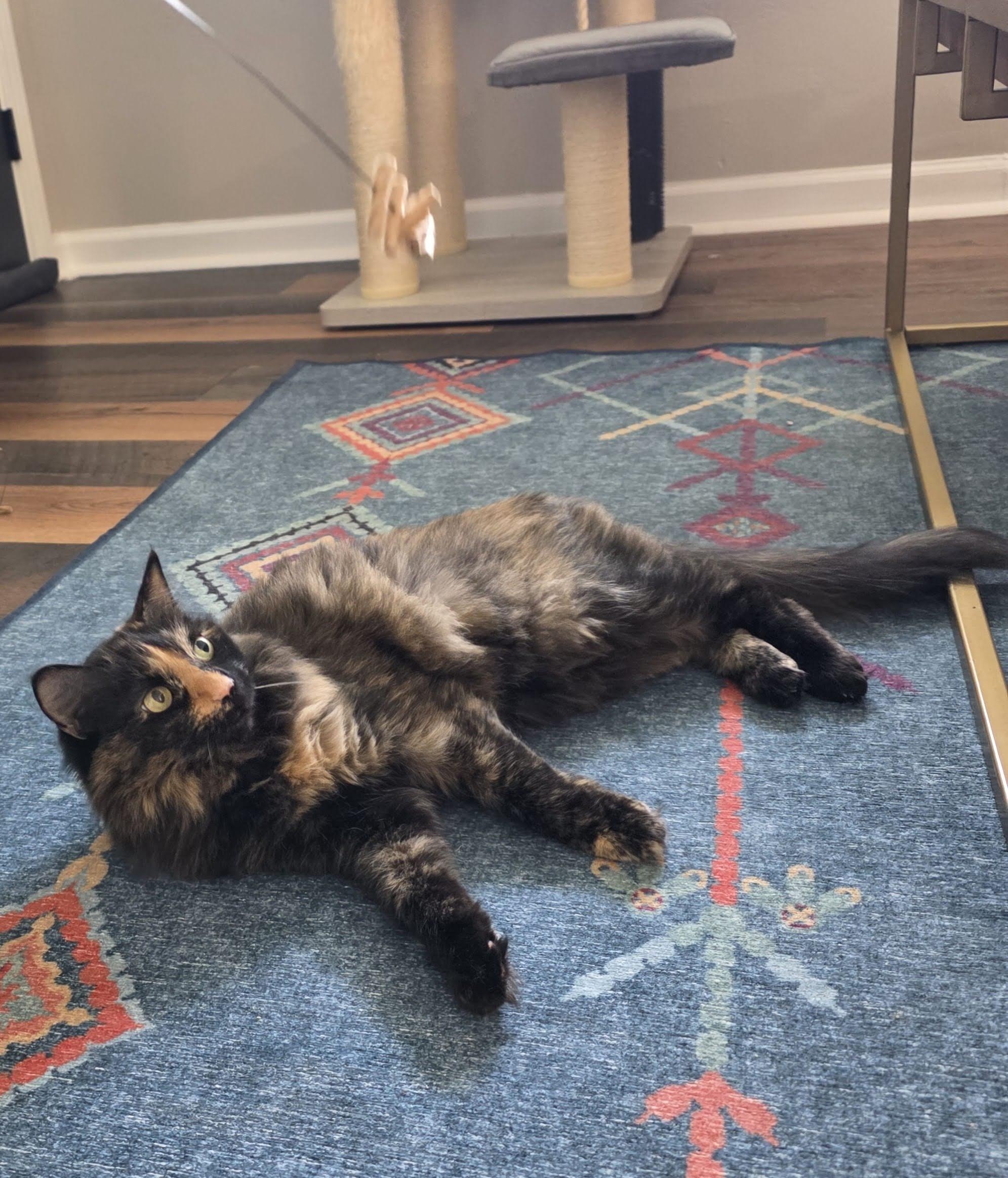 Enlarge Kiki, a ADOPTABLE Tortoiseshell in Pittsburgh, PA image 6/6