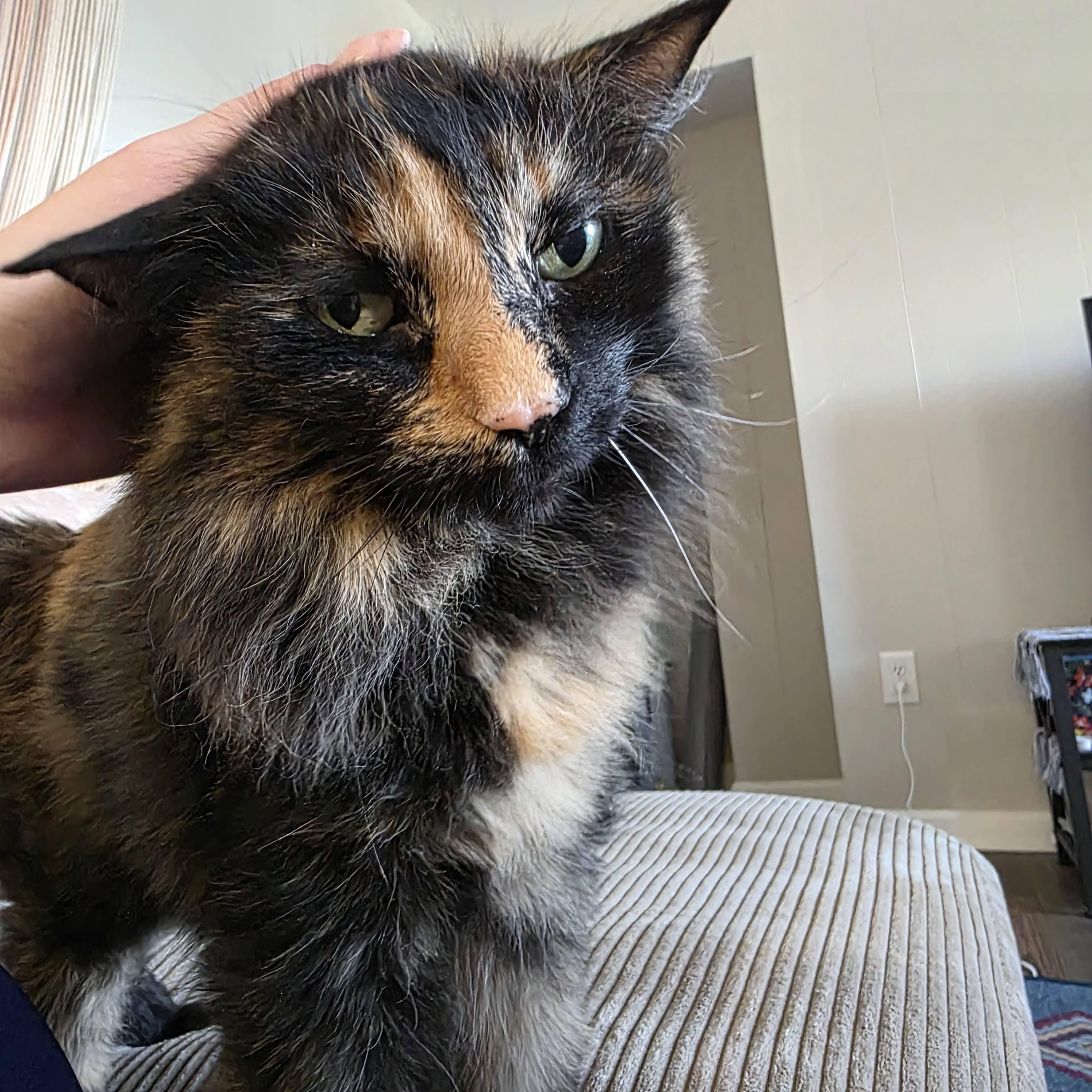 Enlarge Kiki, a ADOPTABLE Tortoiseshell in Pittsburgh, PA image 5/6
