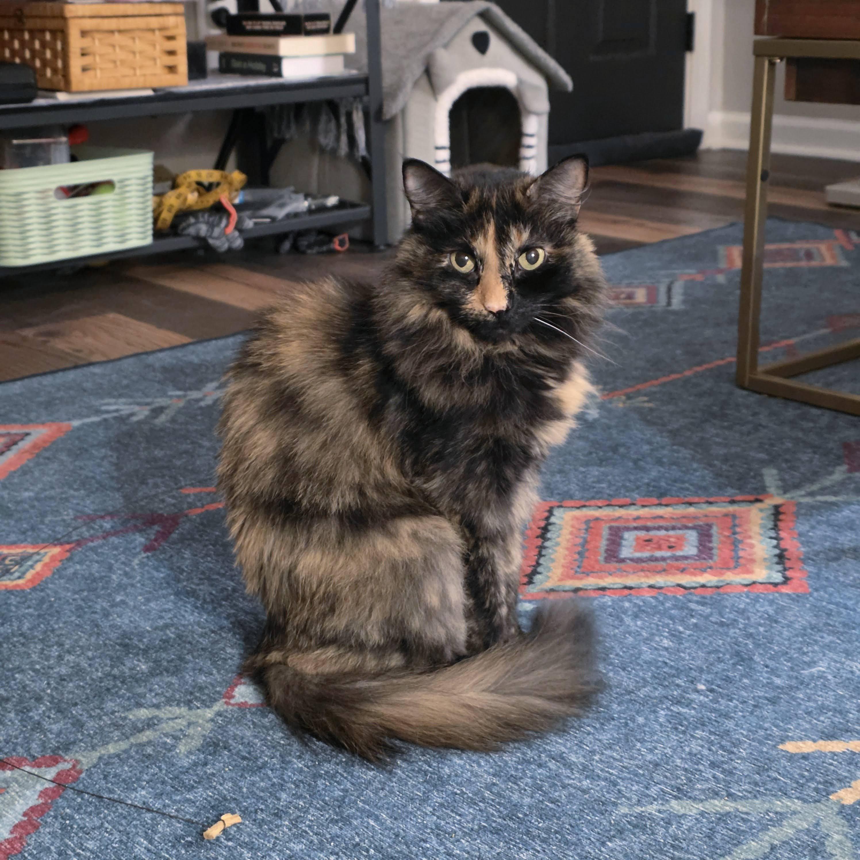 Enlarge Kiki, a ADOPTABLE Tortoiseshell in Pittsburgh, PA image 3/6