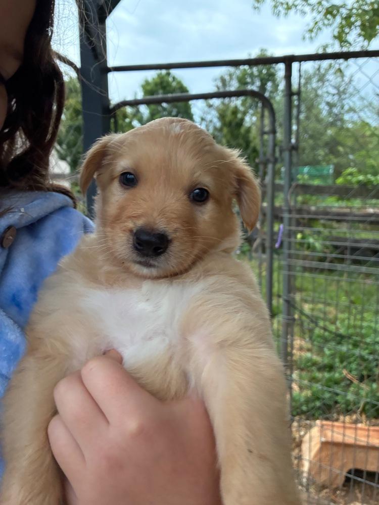 Norland, a Adoptable mixed breed in Troy, VA image 2/3