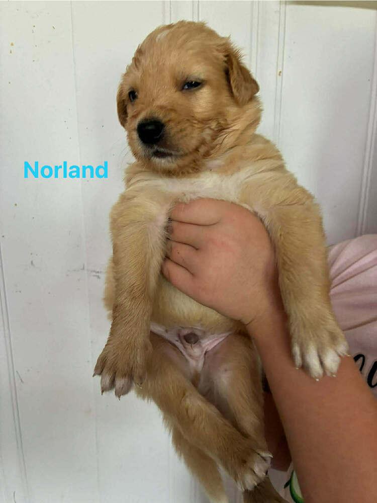Norland, a Adoptable mixed breed in Troy, VA image 3/3