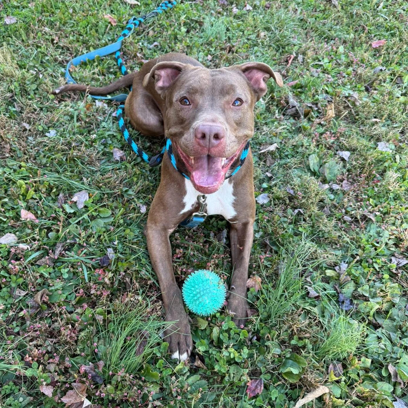 Starlight, a Adoptable mixed breed in Phoenixville, PA image 2/6