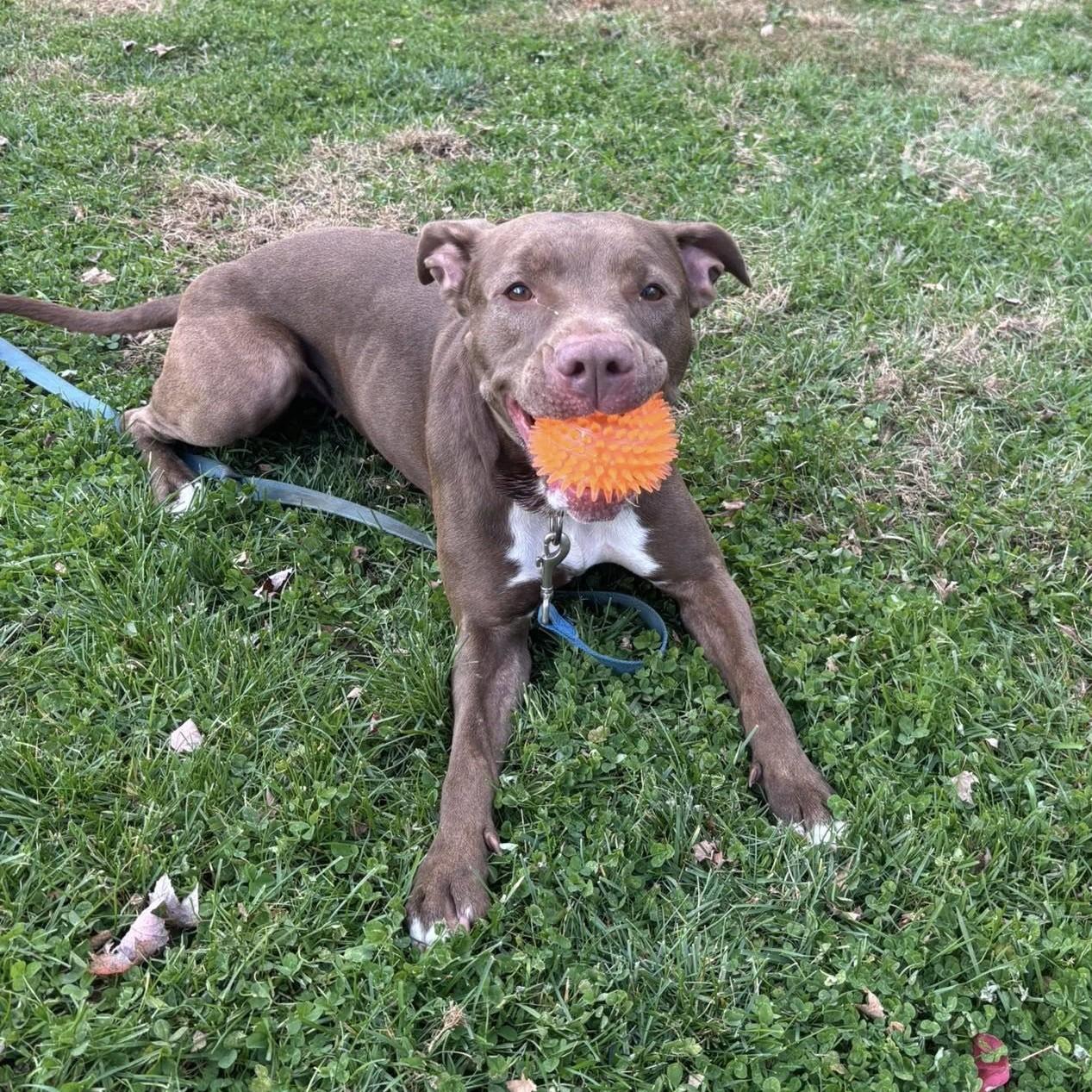 Starlight, a Adoptable mixed breed in Phoenixville, PA image 4/6