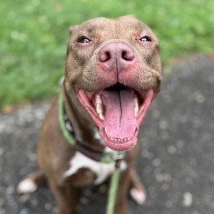 Starlight, a Adoptable mixed breed in Phoenixville, PA image 6/6