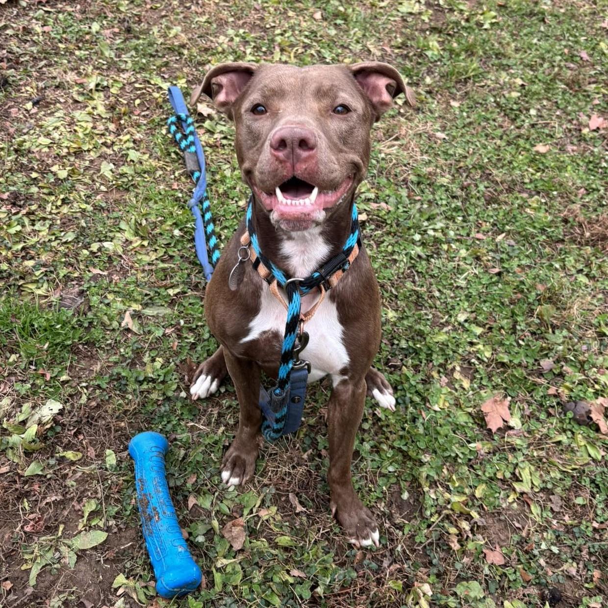 Starlight, Adoptable, Young Female Pit Bull Terrier.