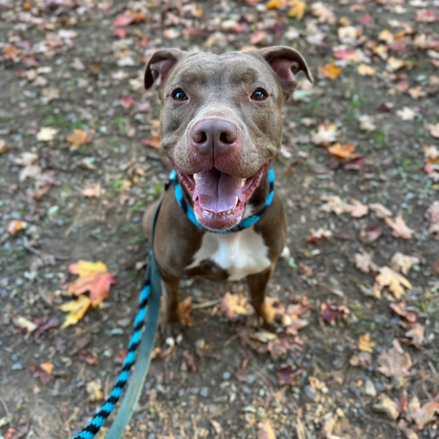 Starlight, a Adoptable mixed breed in Phoenixville, PA image 3/6
