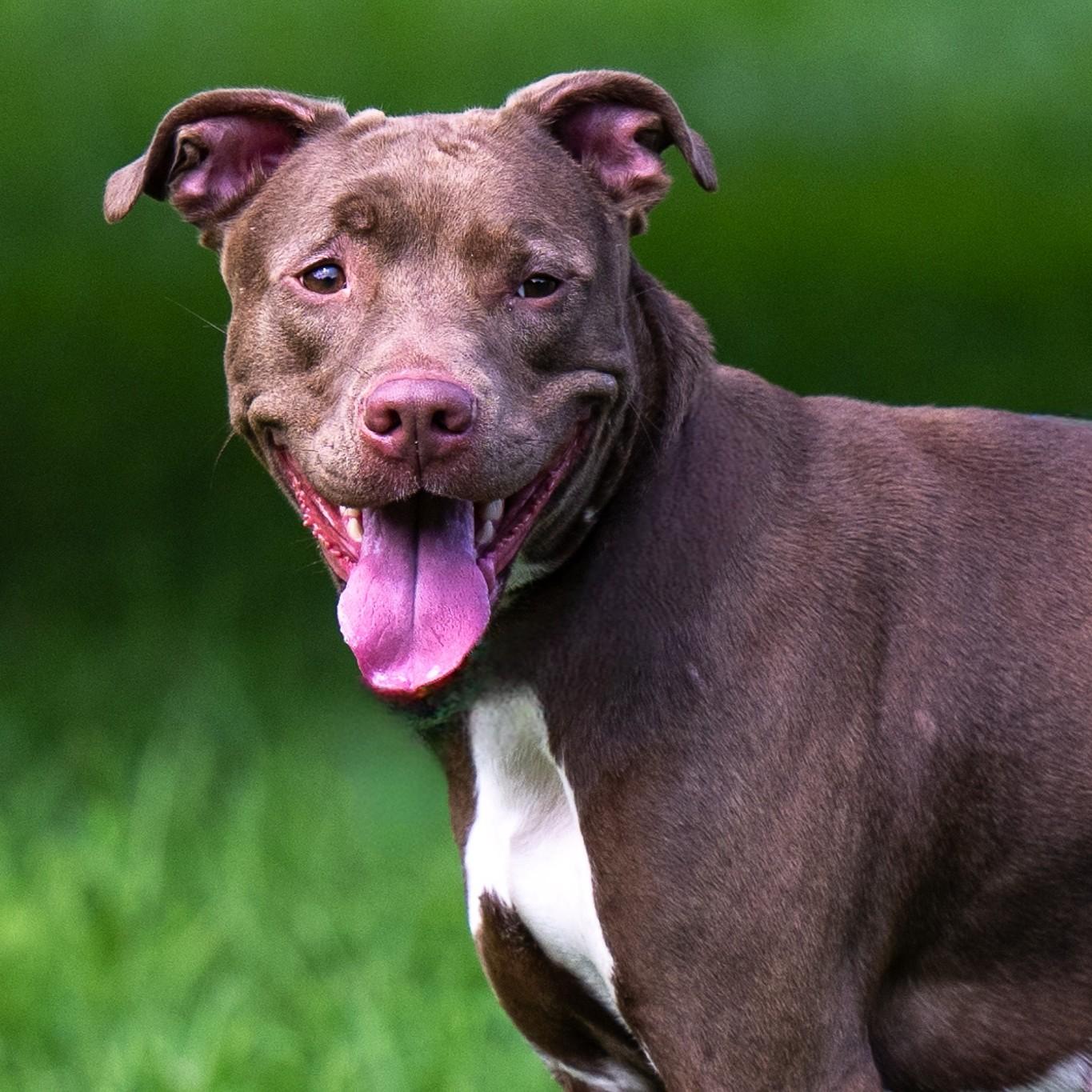 Starlight, a Adoptable mixed breed in Phoenixville, PA image 5/6