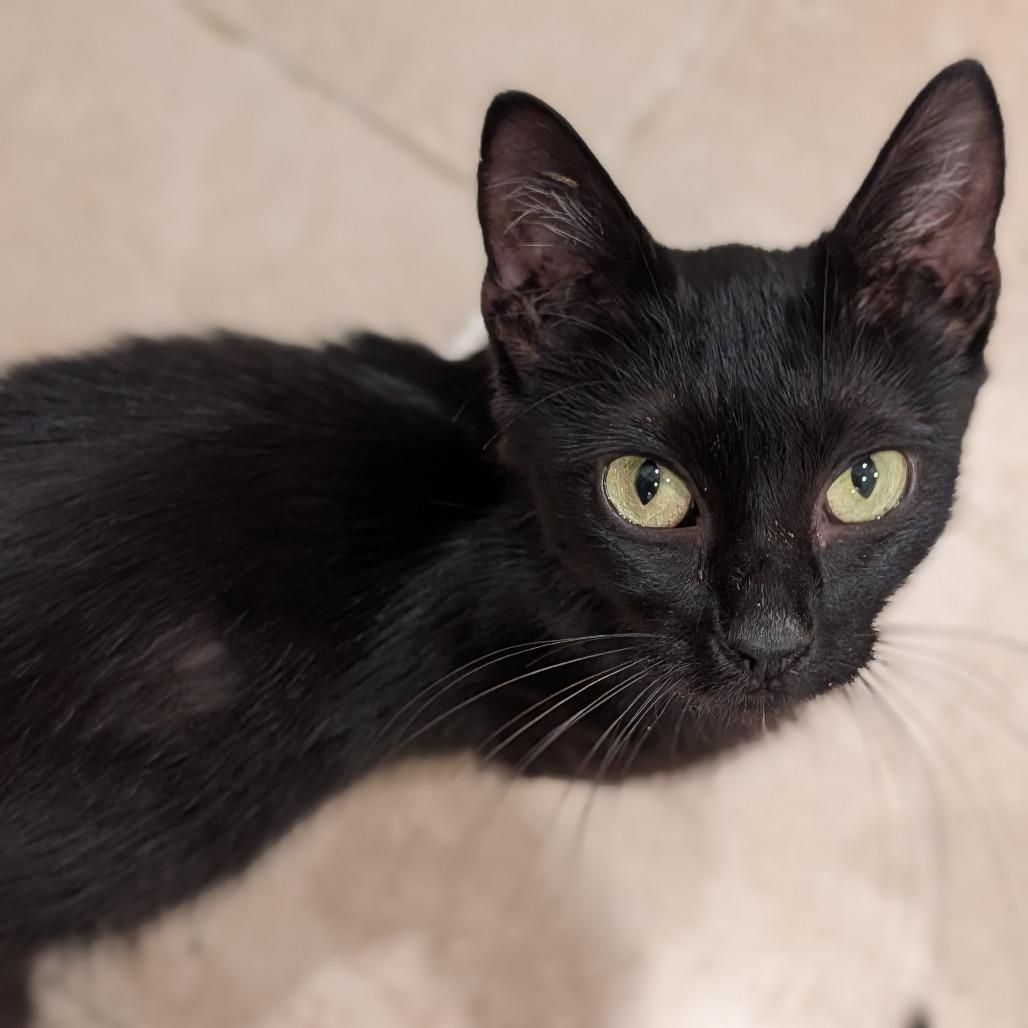 Enlarge Fanny, a Adoptable Domestic Short Hair in Cape Girardeau, MO image 3/3