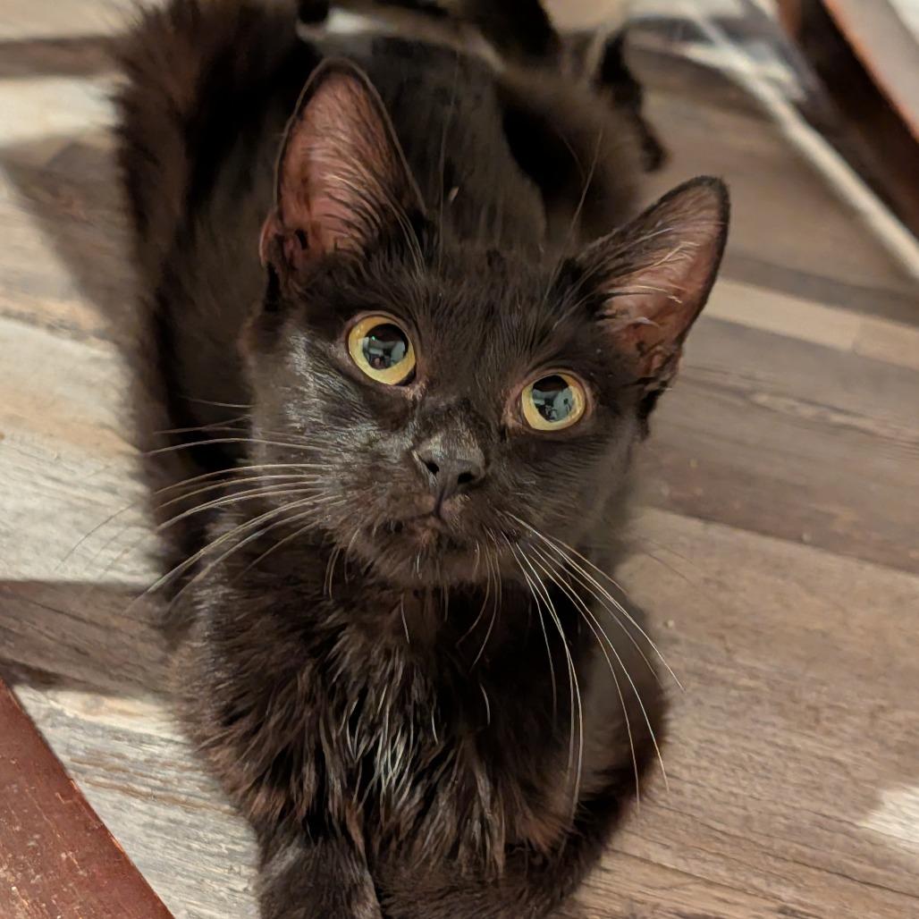 Enlarge Fanny, a Adoptable Domestic Short Hair in Cape Girardeau, MO image 2/3