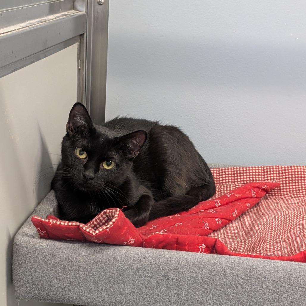 Enlarge Fanny, a Adoptable Domestic Short Hair in Cape Girardeau, MO image 1/3