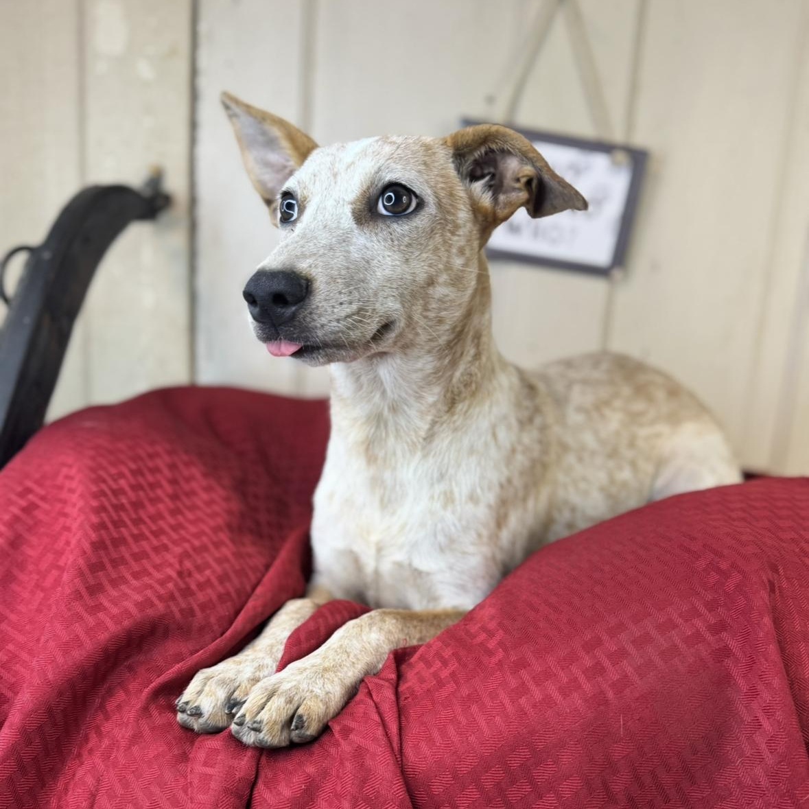 Camille $ thumbnail 3