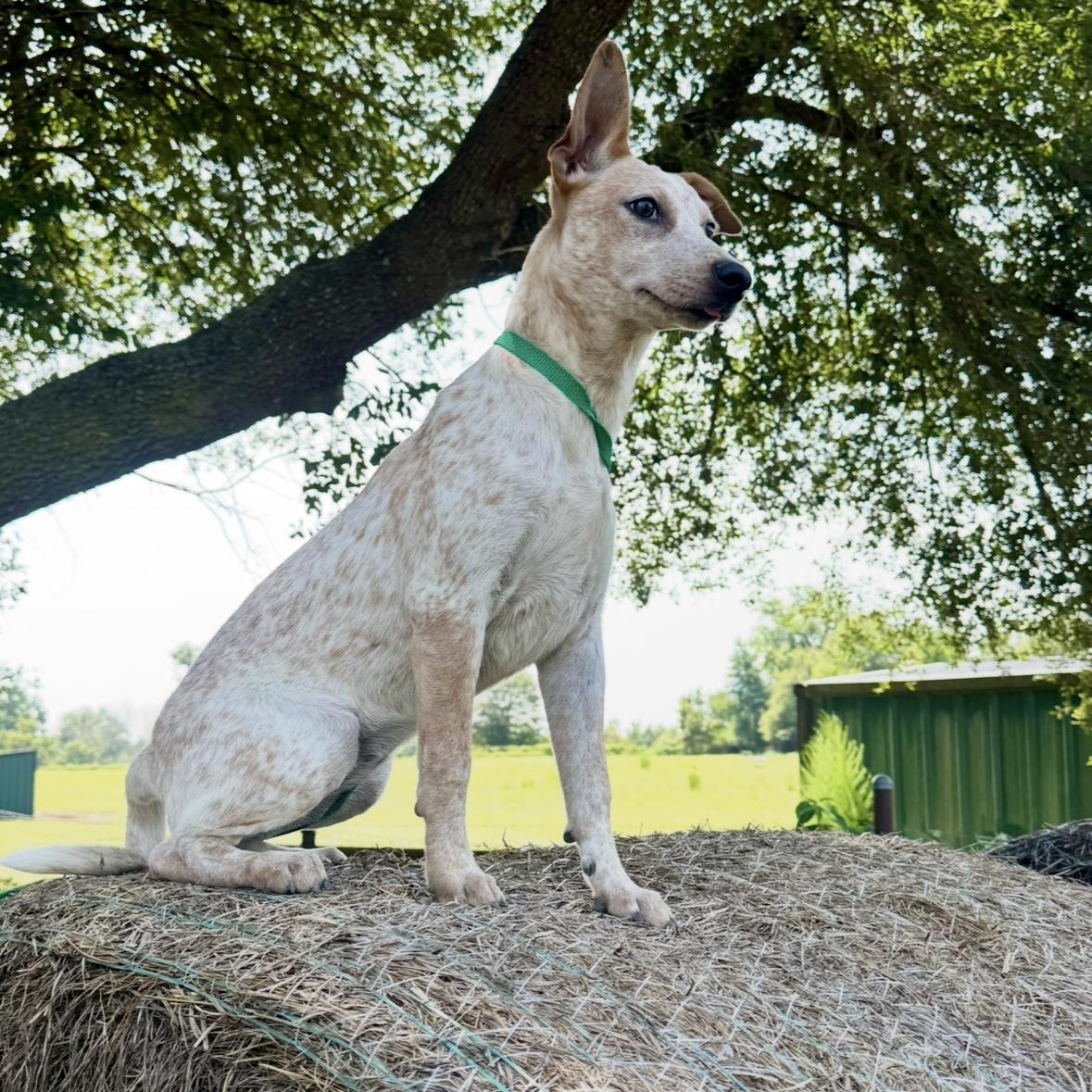 Camille $ thumbnail 2