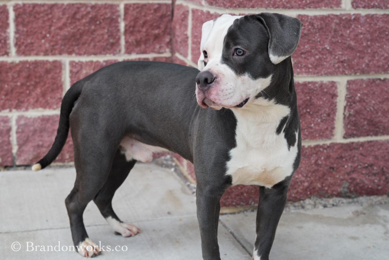 King, an adopted mixed breed in Stafford, VA image 1/3