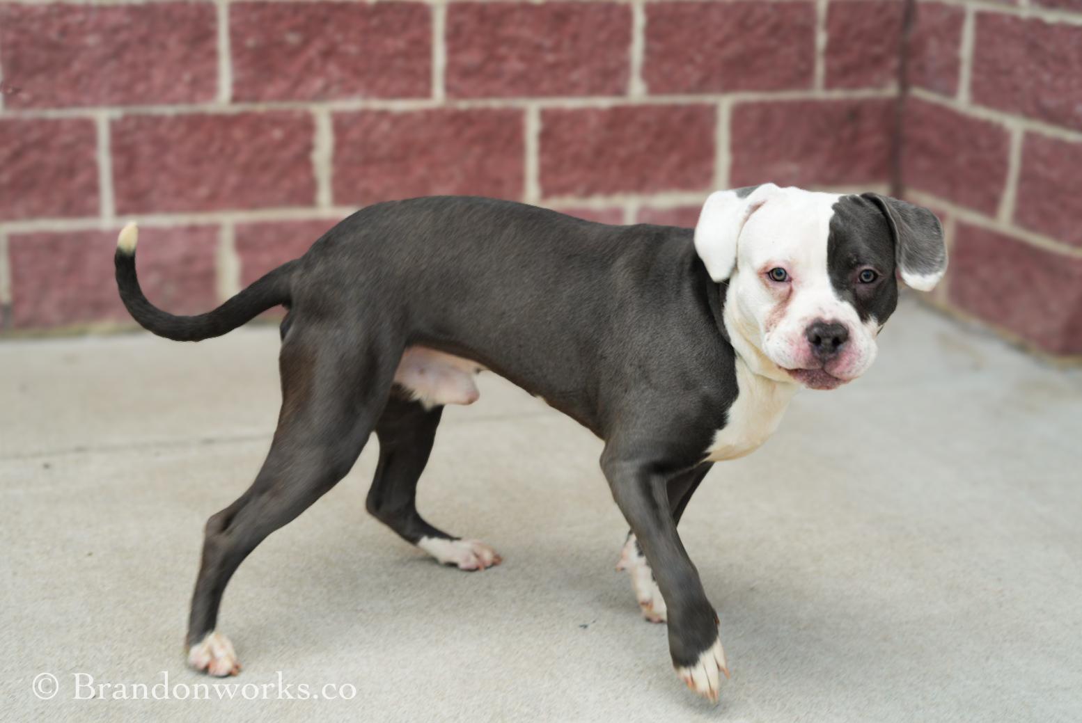 King, an adopted mixed breed in Stafford, VA image 3/3