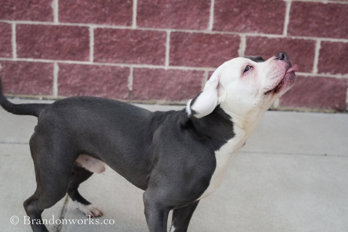 King, an adopted mixed breed in Stafford, VA image 2/3