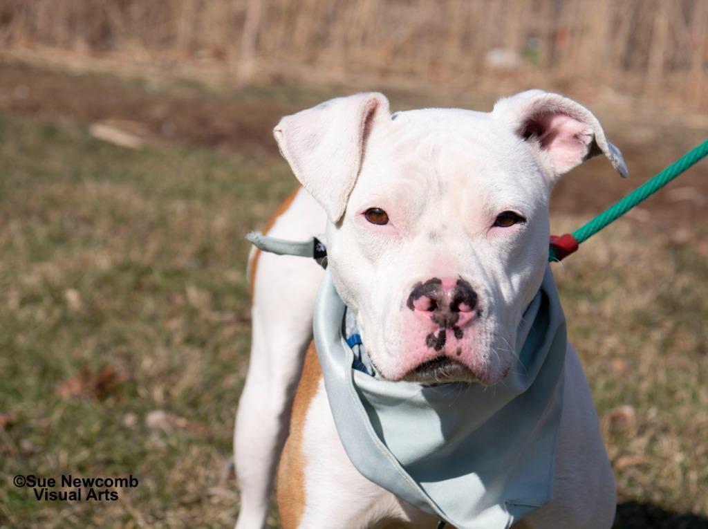 Enlarge Queenie, a Adoptable mixed breed in Shorewood, IL image 1/6