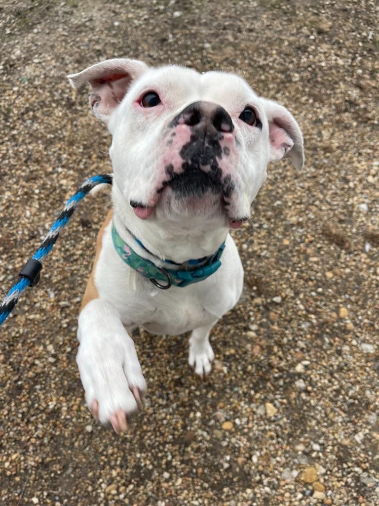 Enlarge Queenie, a Adoptable mixed breed in Shorewood, IL image 2/6