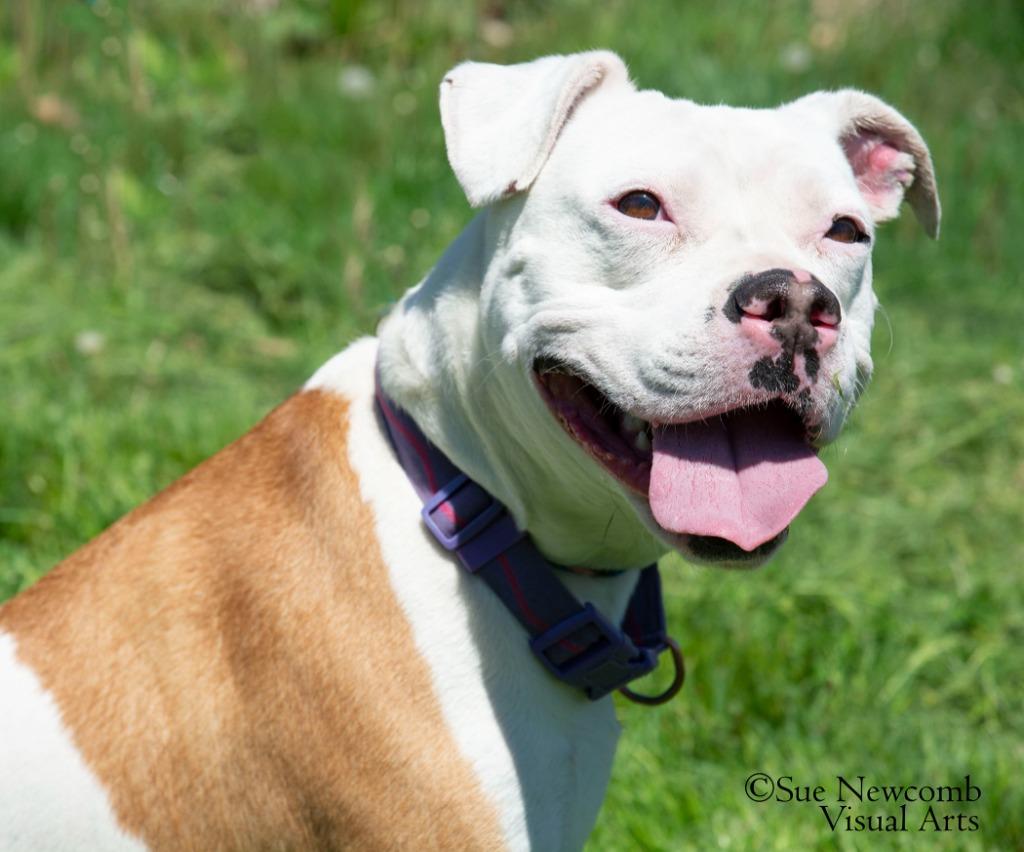 Enlarge Queenie, a Adoptable mixed breed in Shorewood, IL image 4/6