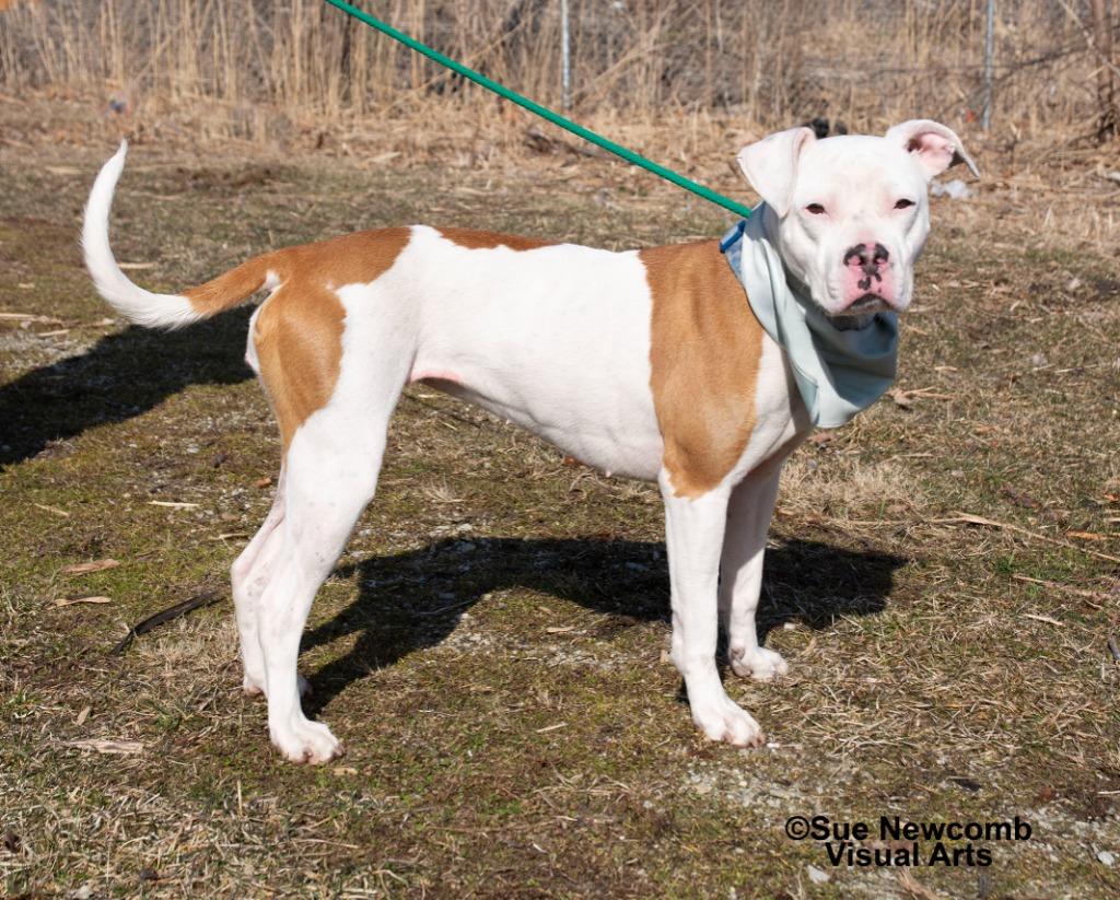 Enlarge Queenie, a Adoptable mixed breed in Shorewood, IL image 5/6