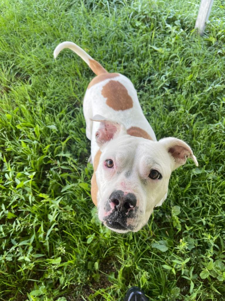 Enlarge Queenie, a Adoptable mixed breed in Shorewood, IL image 6/6