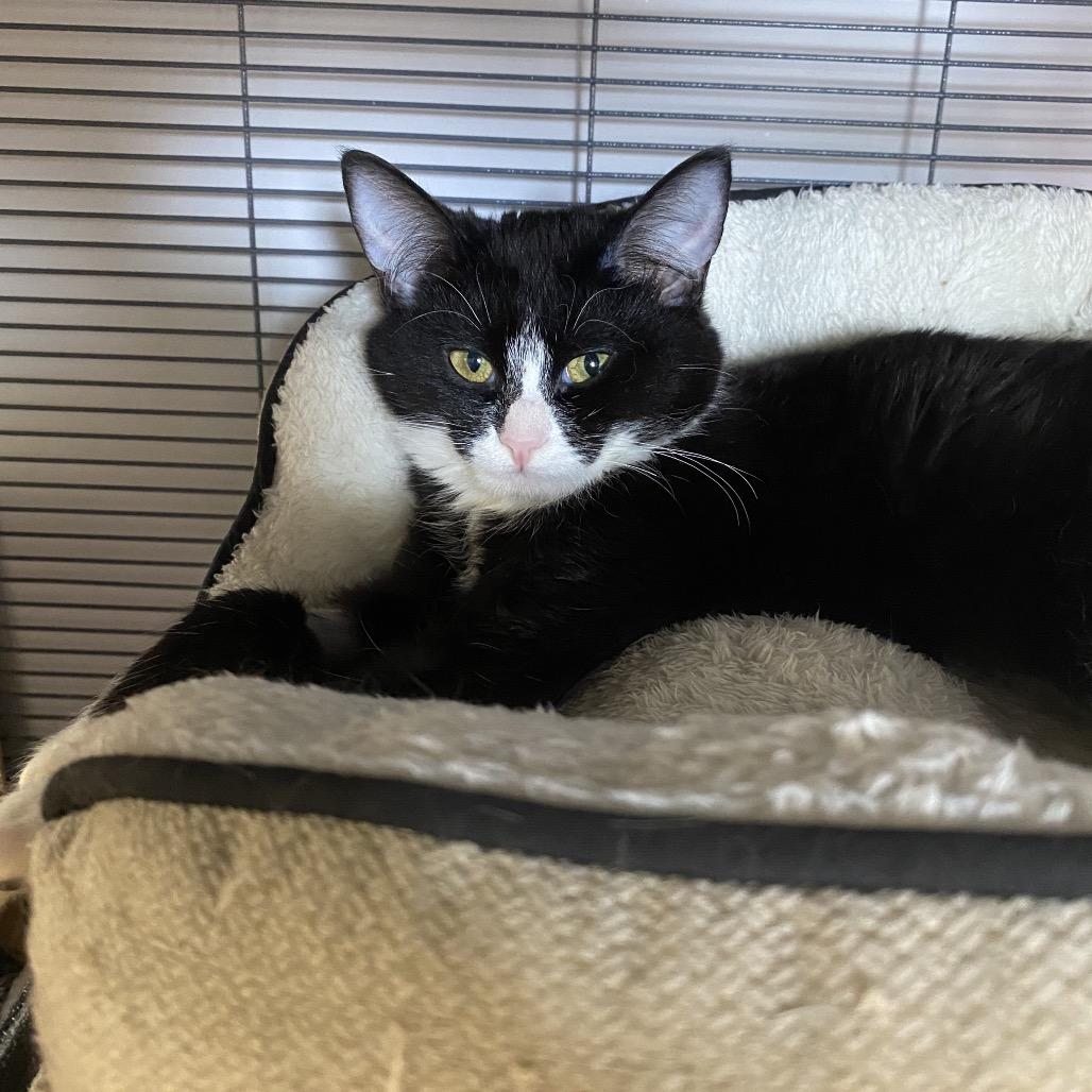 Masha, Adoptable, Young Female Domestic Short Hair.