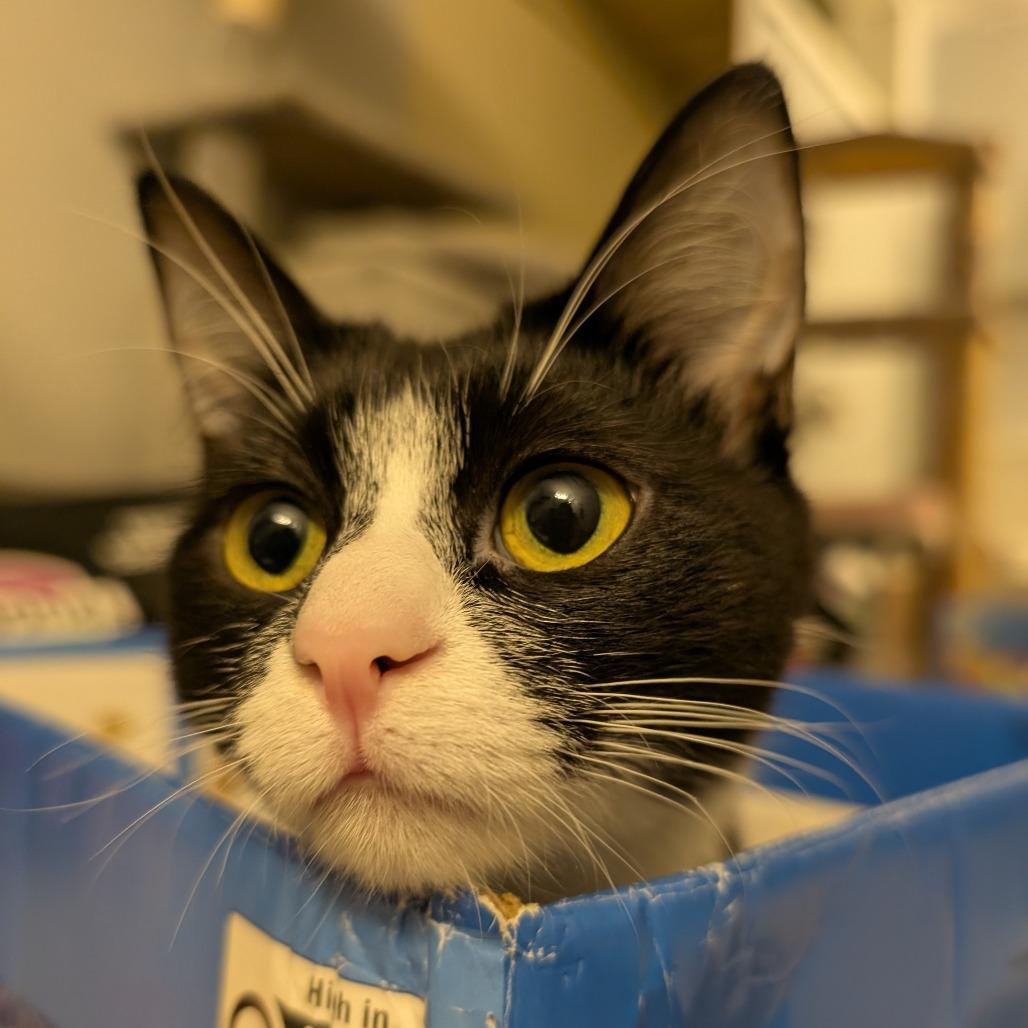 Enlarge Masha, a Adoptable Domestic Short Hair in Puslinch, ON image 2/6