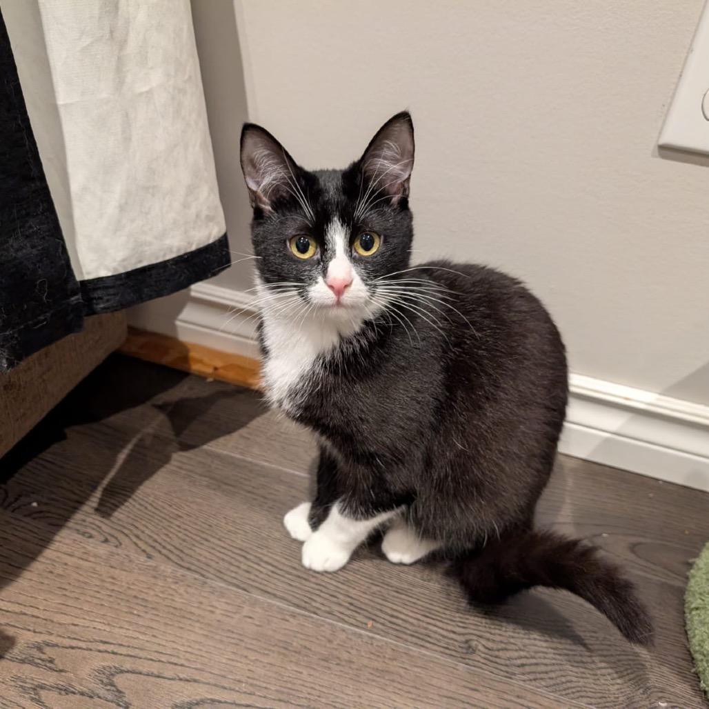 Enlarge Masha, a Adoptable Domestic Short Hair in Puslinch, ON image 6/6
