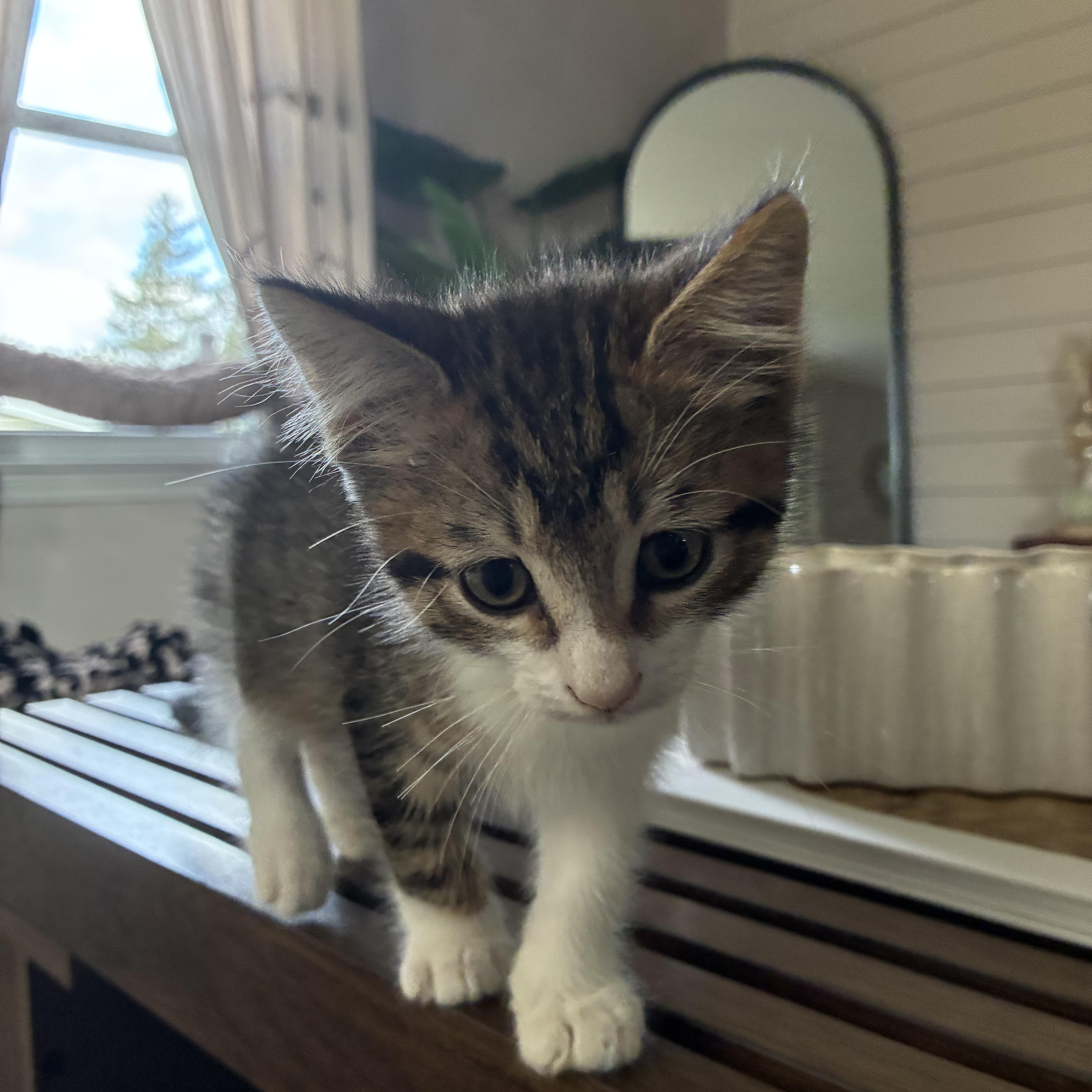 Enlarge Bunker, a Adopted Domestic Short Hair in Brockport, NY image 6/6