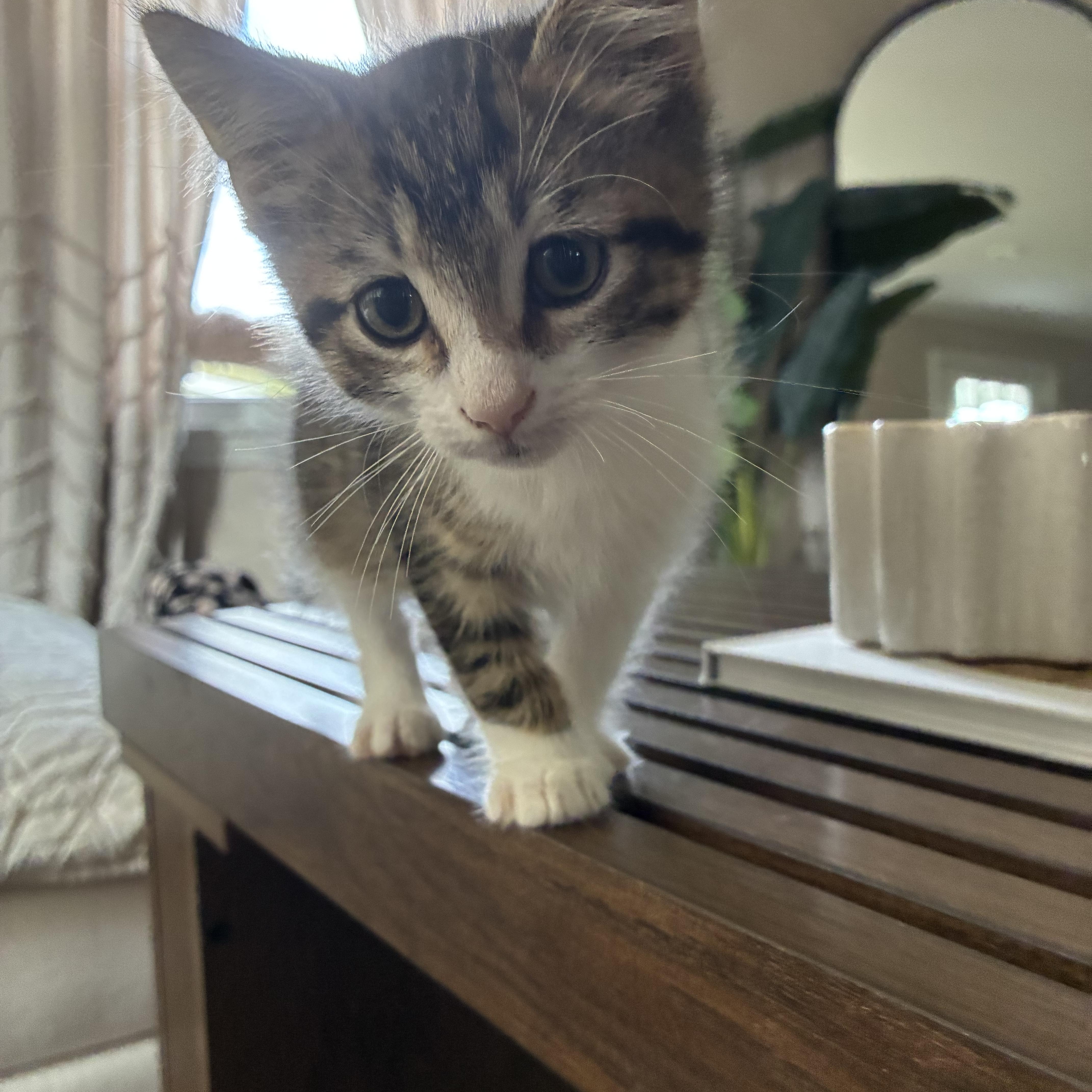 Enlarge Bunker, a Adopted Domestic Short Hair in Brockport, NY image 1/6