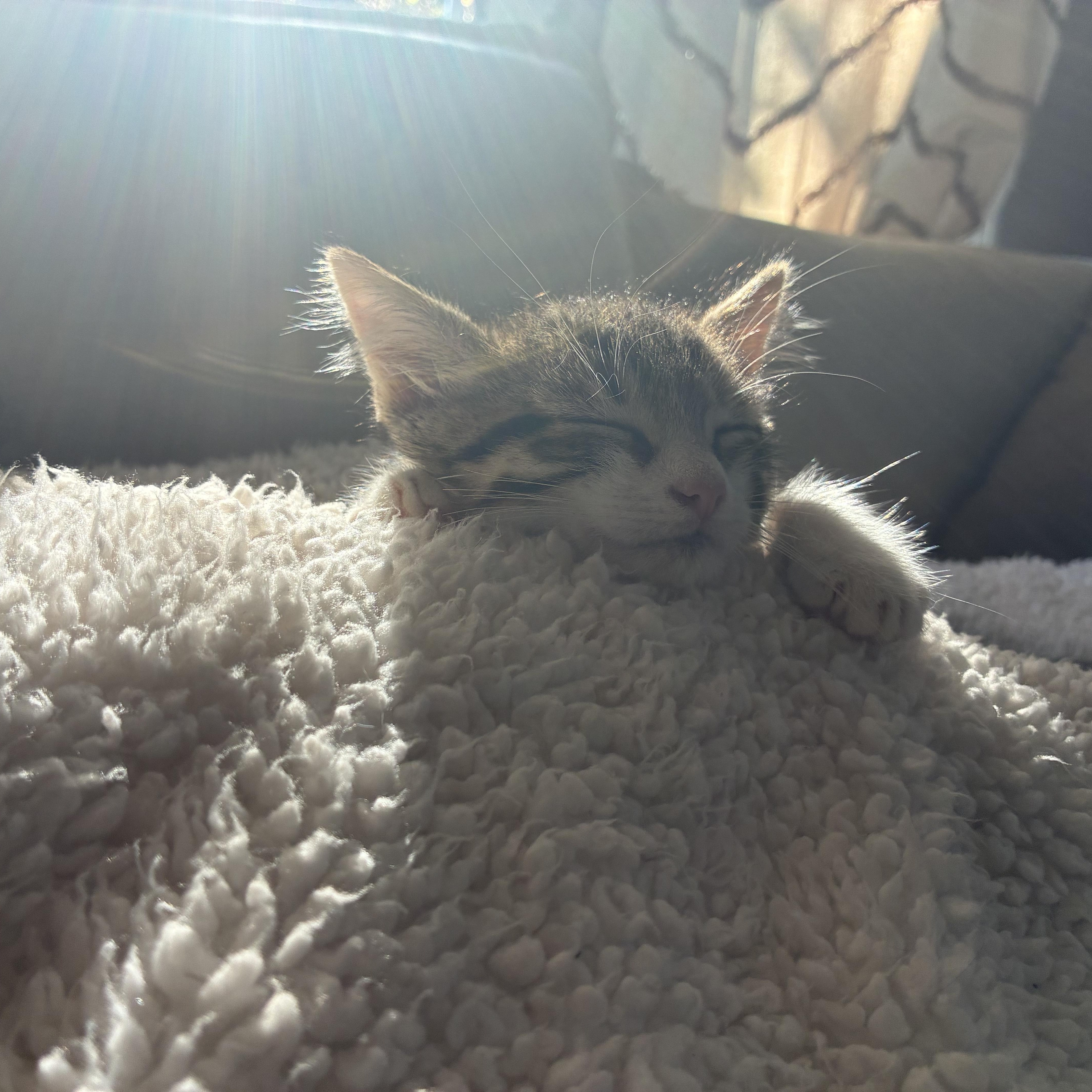 Enlarge Bunker, a Adopted Domestic Short Hair in Brockport, NY image 2/6