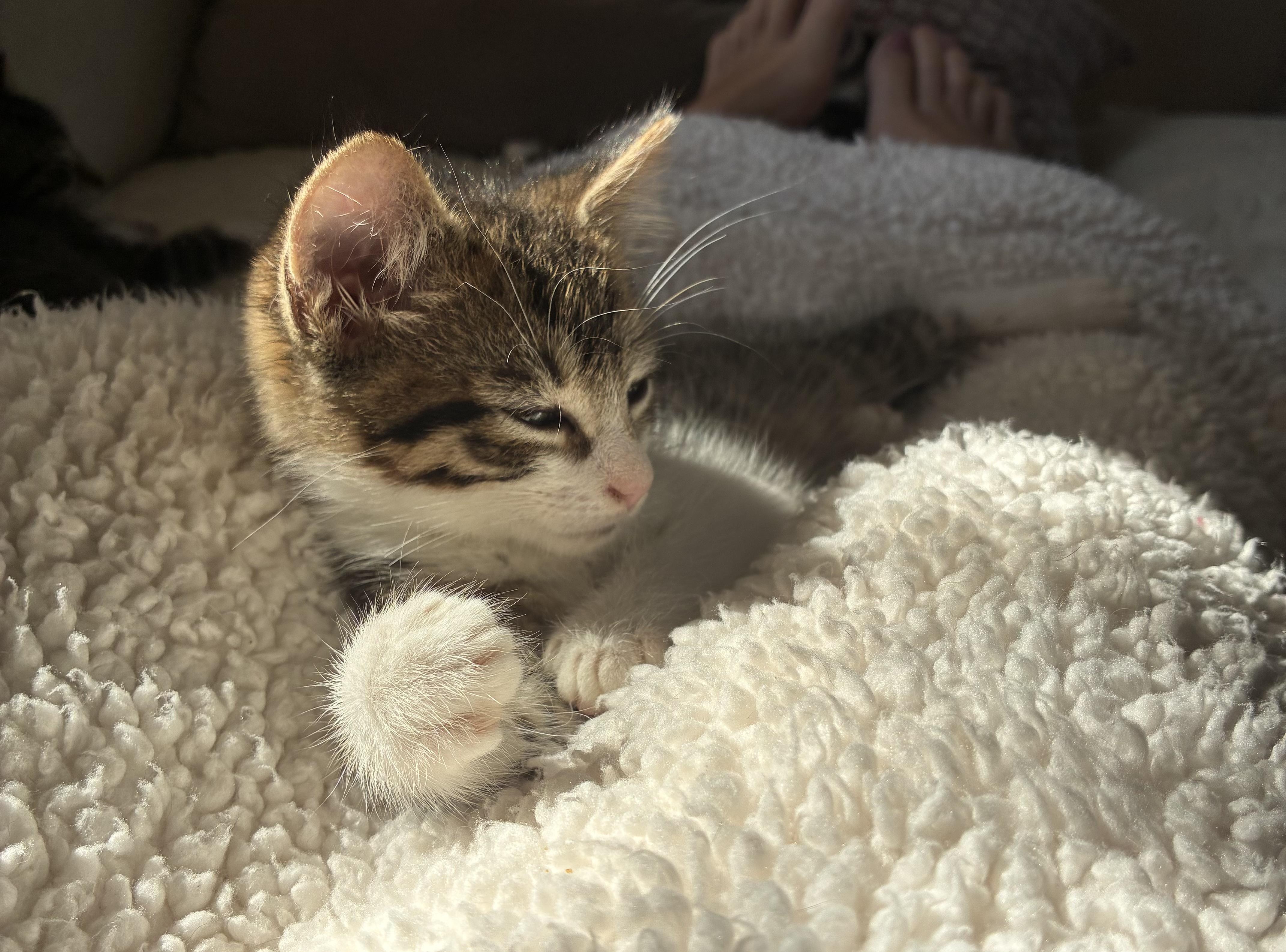 Enlarge Bunker, a Adopted Domestic Short Hair in Brockport, NY image 5/6
