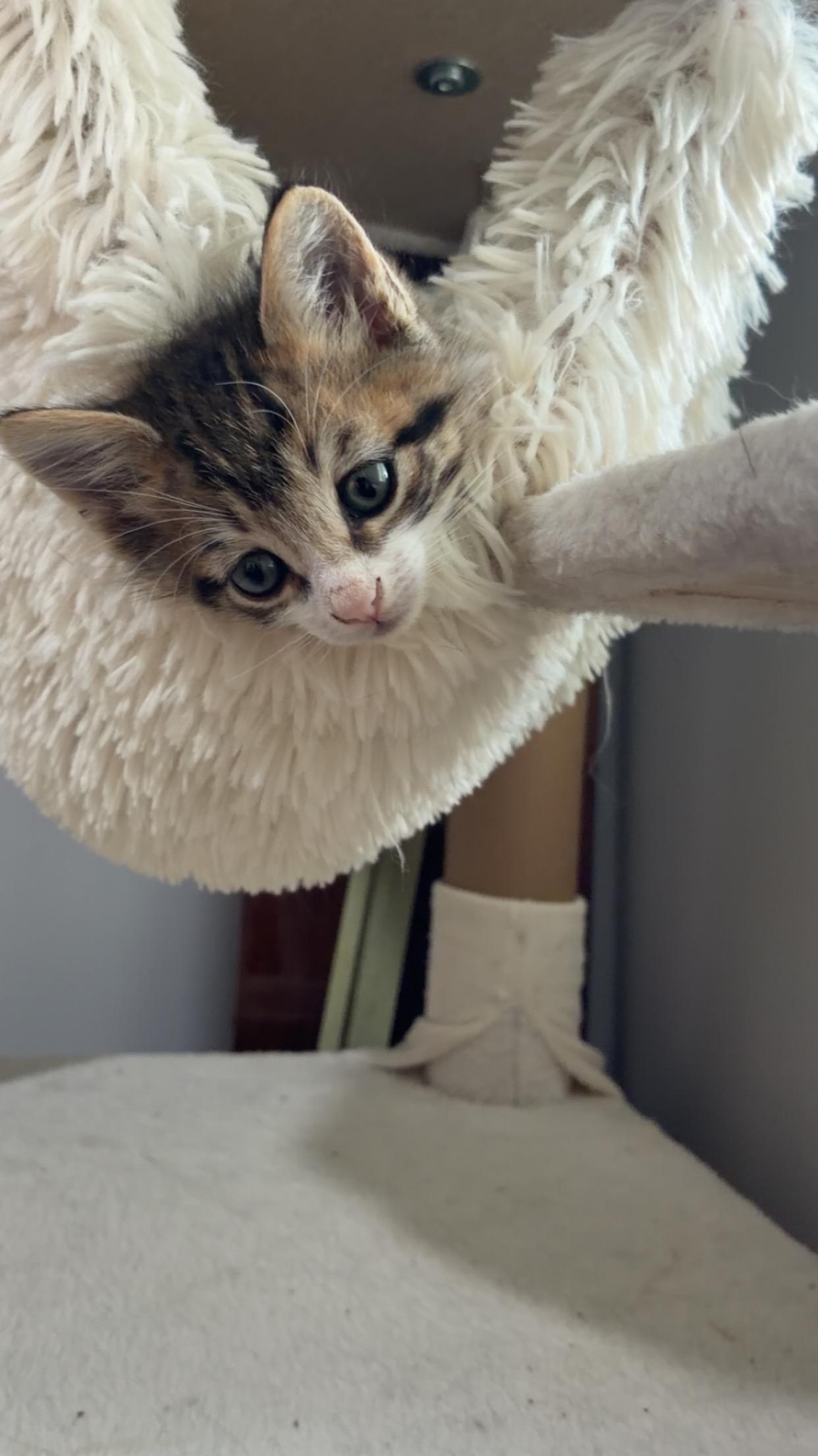 Enlarge Bunker, a Adopted Domestic Short Hair in Brockport, NY image 3/6