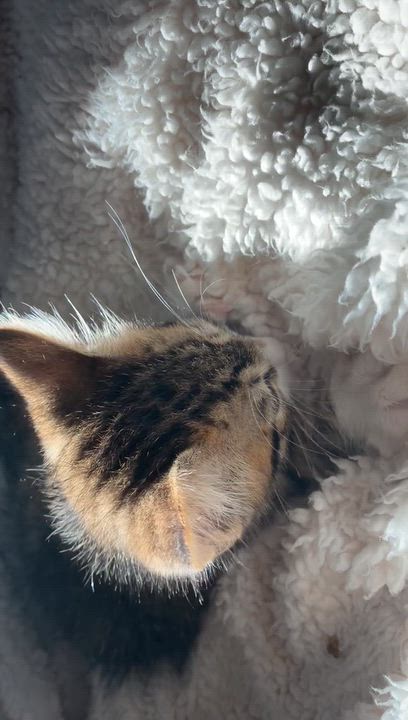 Enlarge Bunker, a Adopted Domestic Short Hair in Brockport, NY video 4/6