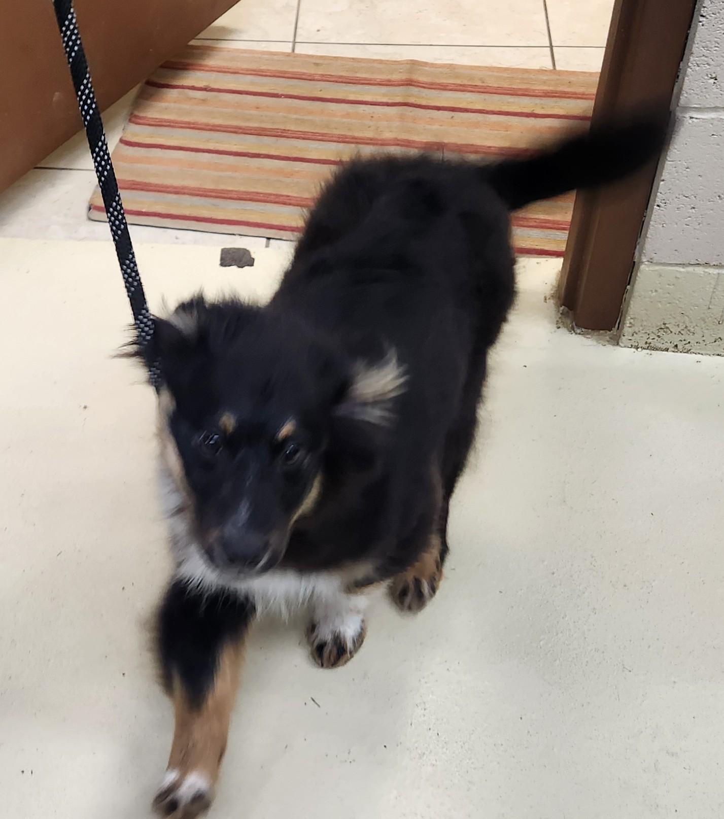 Enlarge Bullet, an adopted mixed breed in Mauston, WI image 2/2