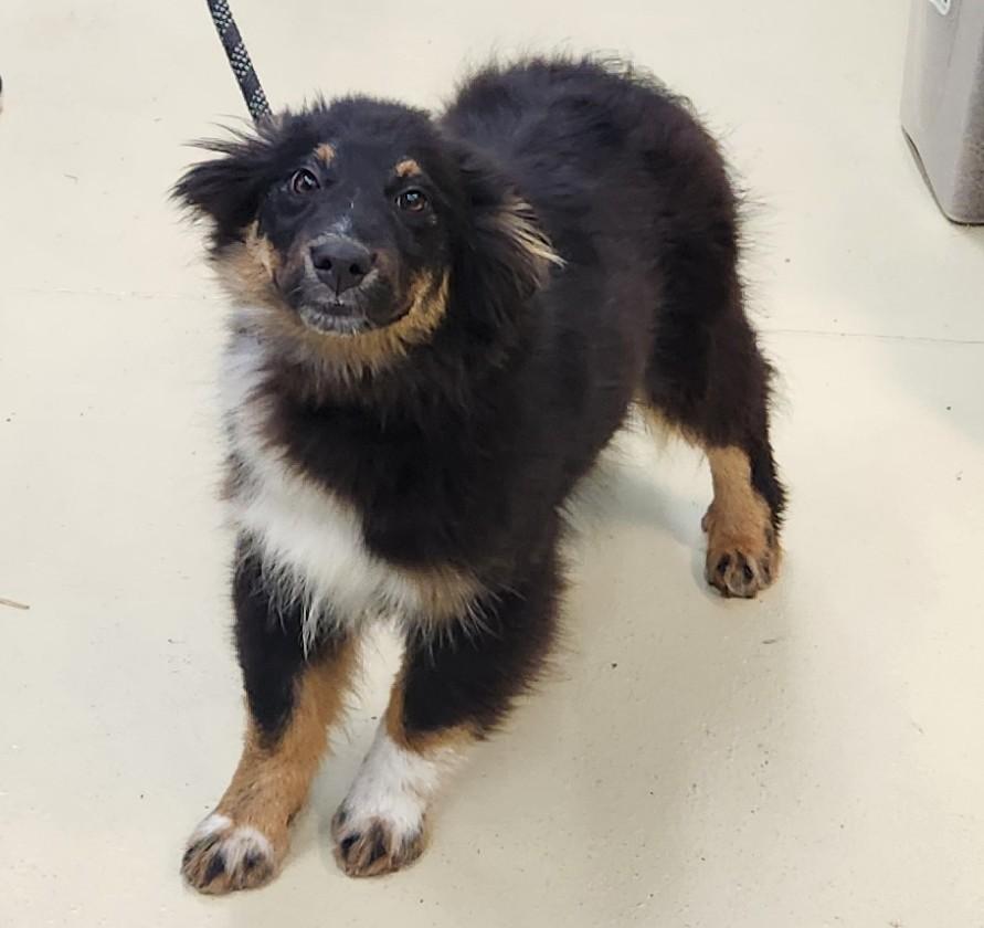 Enlarge Bullet, an adopted mixed breed in Mauston, WI image 1/2