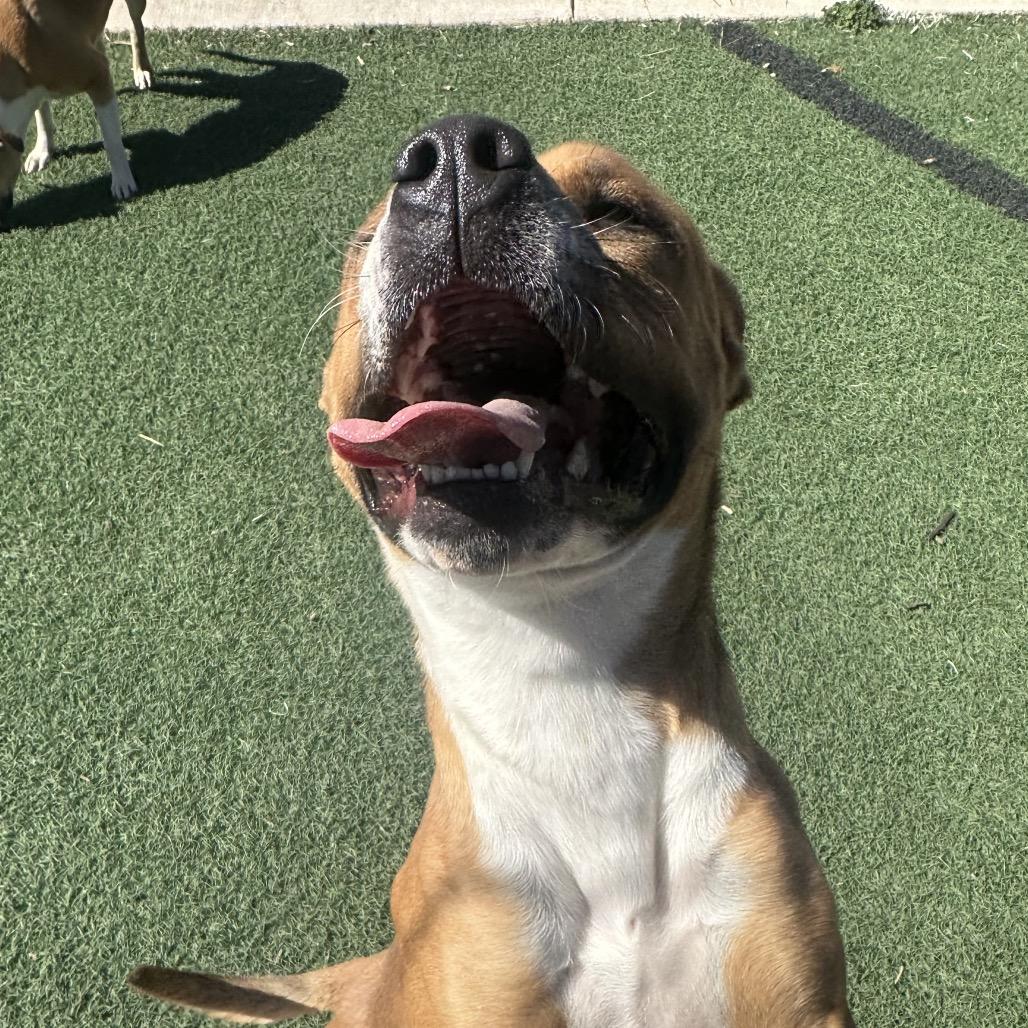 Enlarge Molly, a Adoptable Pit Bull Terrier in Abilene, TX image 1/6
