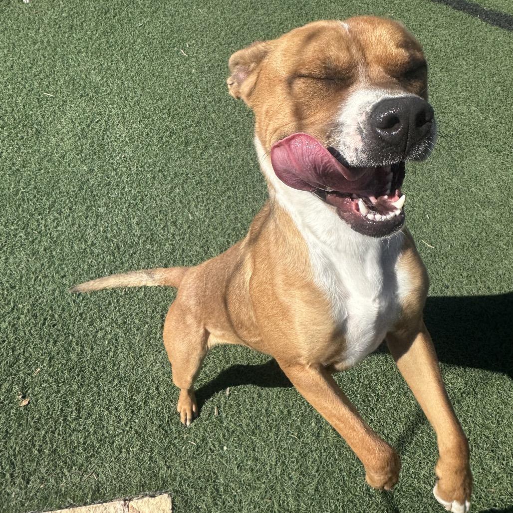 Enlarge Molly, a Adoptable Pit Bull Terrier in Abilene, TX image 2/6