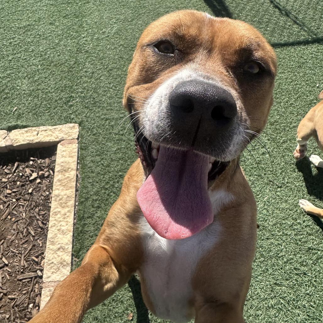 Enlarge Molly, a Adoptable Pit Bull Terrier in Abilene, TX image 3/6